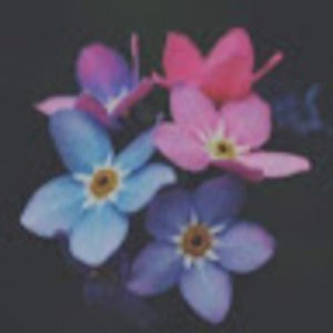 Meet your Posher, Lexi